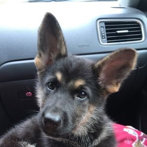 Meet your Posher, Hunter